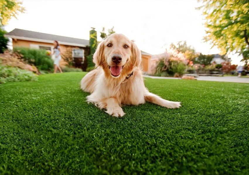Pet-Friendly Turf